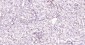 PCNA Mouse mAb